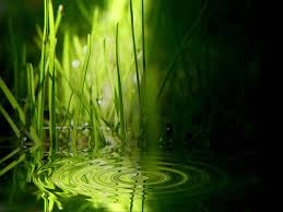 http://vistawallpapers.wordpress.com/2007/03/09/vista-wallpapers-various-1/vista-wallpaper-grass-ripples/