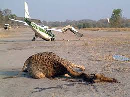 http://scienceblogs.com/tetrapodzoology/2007/11/giraffe_vs_plane.php