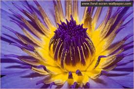 http://www.softpicks.net/software/Flower-Wallpaper-1024x768-20891.htm