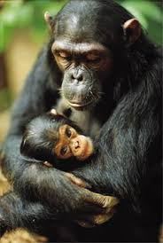 http://dawkinswatch.wordpress.com/2008/03/04/abortion-rights-dr-jorge-carpizo-mcgregor-unborn-babies-are-really-chimpanzees/