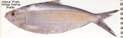 http://www.alibaba.com/product/tedsfd-10017510-10014950/Hilsa_Fish.html