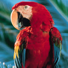 http://weirdynews.blogspot.com/2008/09/swearing-parrot-ruffles-feathers-at-zoo.html